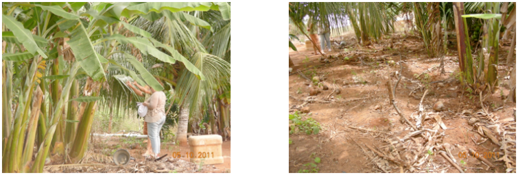 Figura 7: Plantações de bananas em novo terreno autorizado pelo DNOCS e IBAMA após o recuo da área de APP